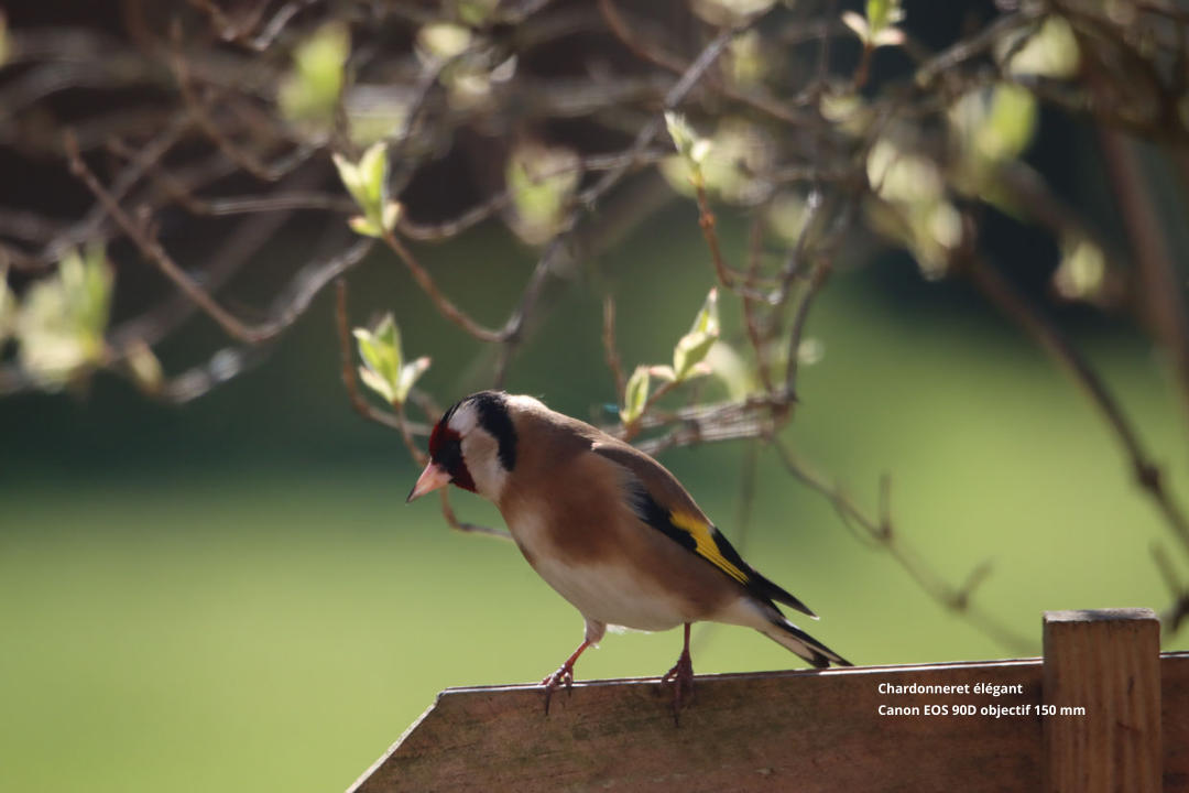 Chardonneret élégant Canon EOS 90D objectif 150 mm
